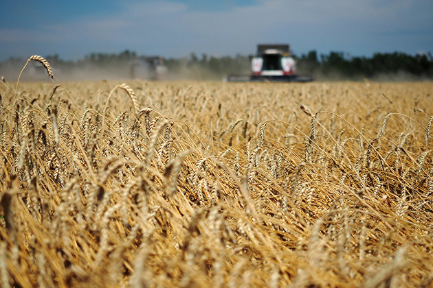 Уборка пшеницы на полях предприятия ЗАО "Агрофирма Россия" в Краснодарском крае