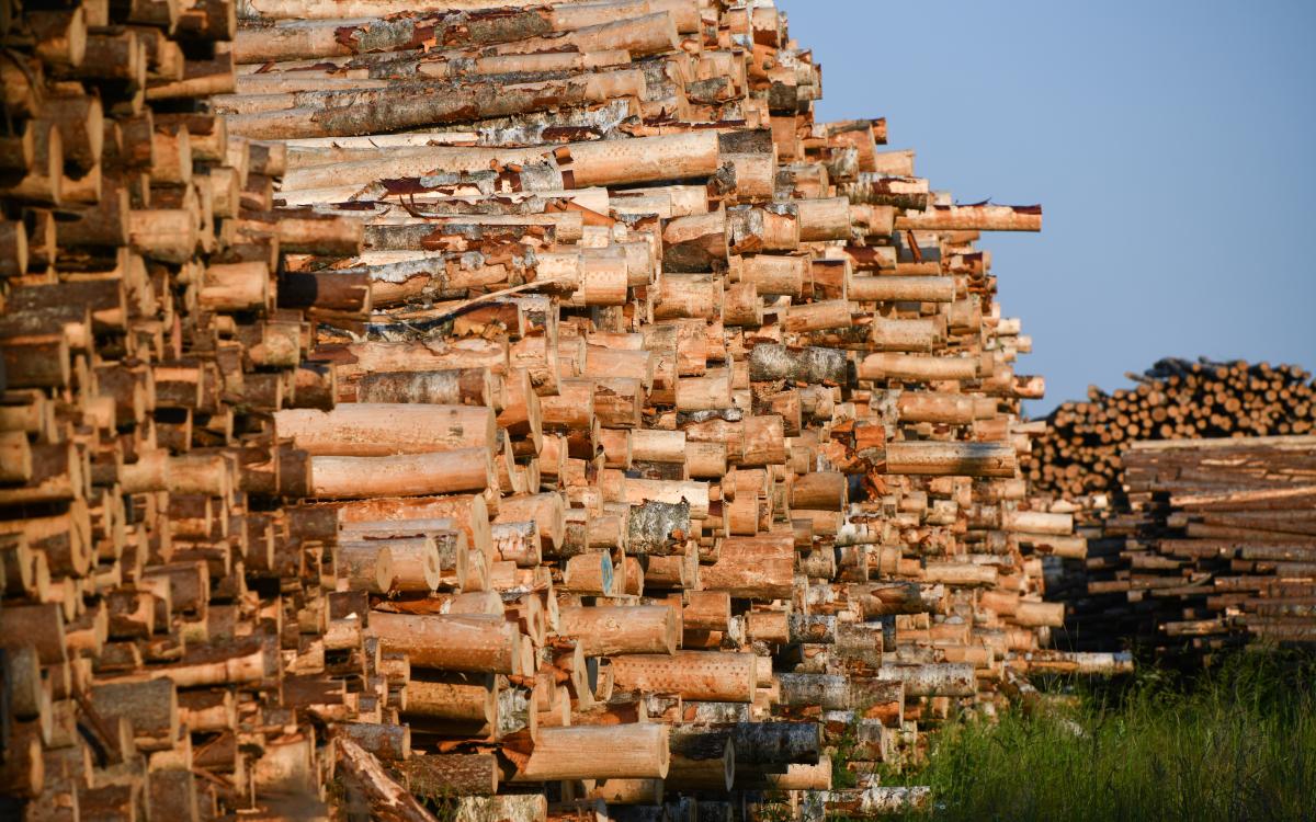 Фото: Александр Манзюк / ТАСС